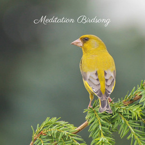 盛夏蟲鳴 冥想ASMR