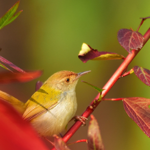 Peaceful Winged Melodies