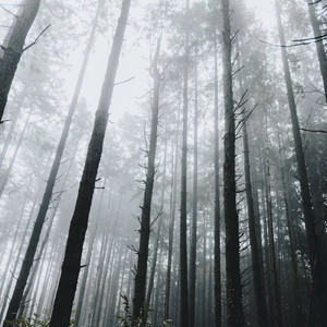 Moratorium -Opening-