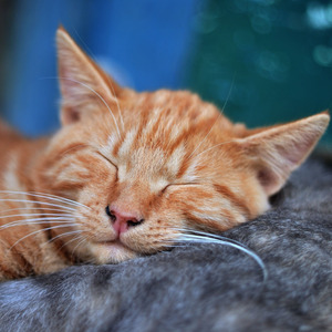 Oh My Cat