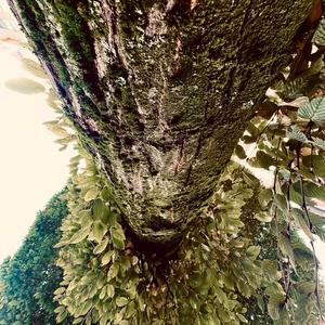 Abnegation (Pandemic)