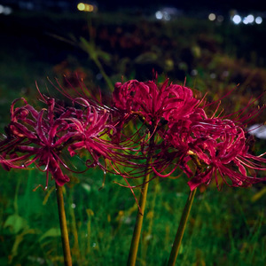 枯れる (feat. 初音ミク)