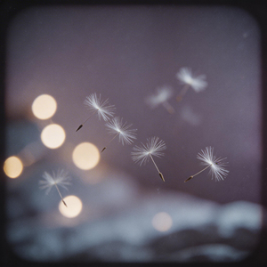 Dandelion Clocks