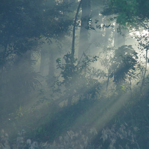 終わらない森 ~国東半島世界農業遺産~
