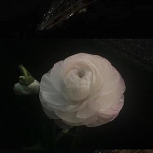 三行情书【念白男版】（翻自 蔡文泽）