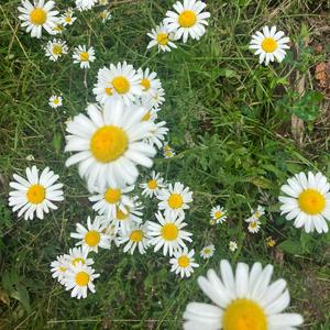 Sun(E) Conjunct Sirius[D] Meditation