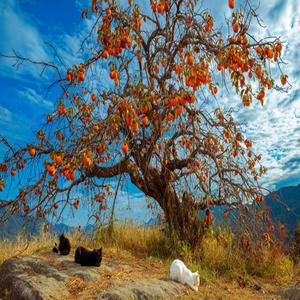 Beautiful My Love Her