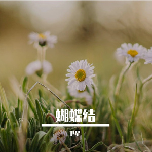 蝴蝶结 伴奏
