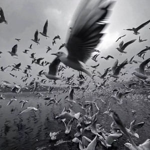 老街(现场合唱版)