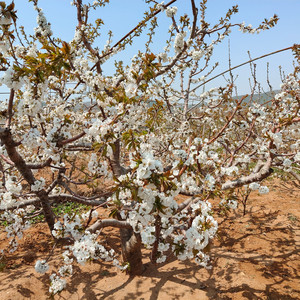 檐下听雨时 伴奏