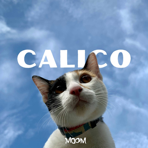Calico