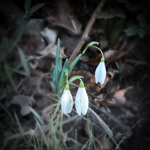 Vintergæk & Blå Anemone