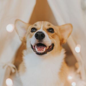 温和可爱的狗梦想