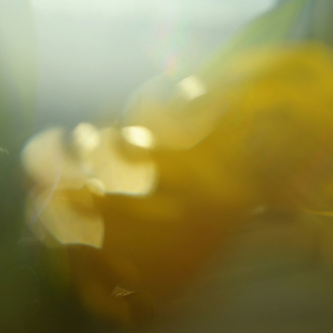 흩어진 봄의 조각