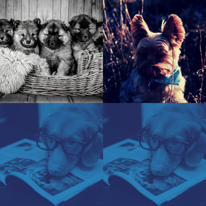 有趣训练犬情怀