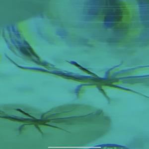 naturalight (feat. Bridget Artman & Jordyn Salow)