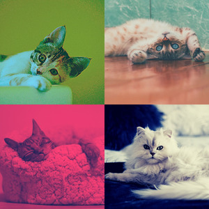 安静的小猫声音