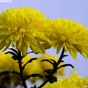 菊花黄菊花香