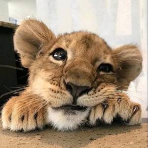 漂洋过海来看你