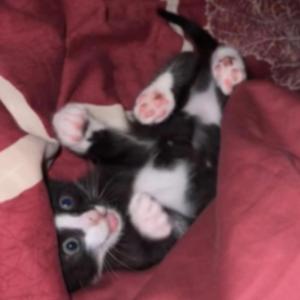 Mister Bean (Folge 2)