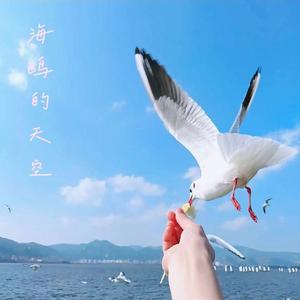 海鸥的天空