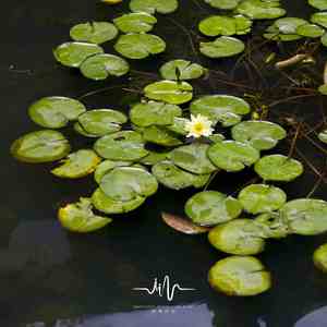 惜离别 (八音盒放松)