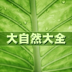 美洲土著的音乐