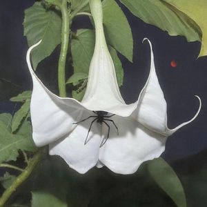 [FREE]Kanye West x Joji Type Beat "Storm"