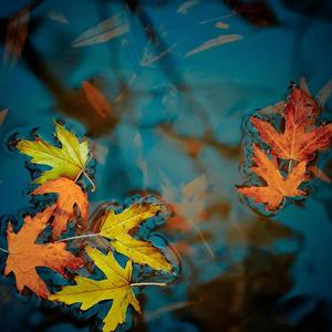 六月的星光 小提琴版