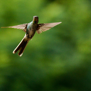 Árvores (Instrumental)