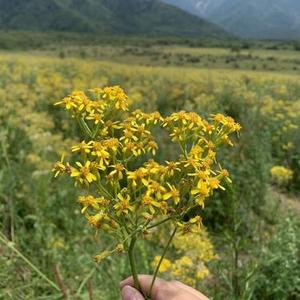 莉莉安 (Cover 宋冬野)