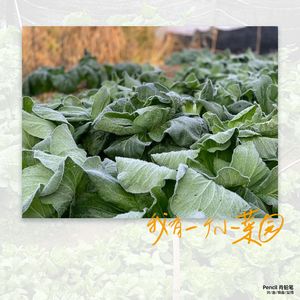 我有一个小菜园 伴奏