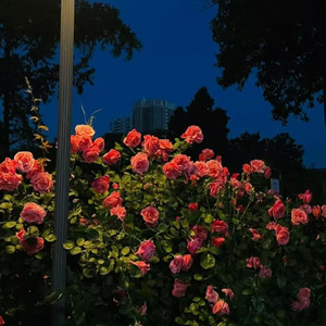 听悲伤的情歌 苏星婕