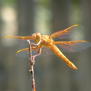 River Wind (Piano Solo)