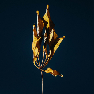 Syksyn lehti keväällä