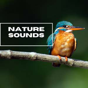 Waterfall In The Jungle