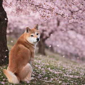 さくらときみといま