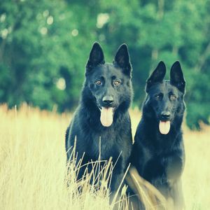 诗意的狗独自在家节奏