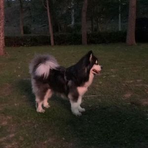 被诅咒的礼物(prod.by Morrow x FAS)