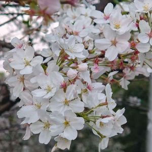 《把日子过成诗》