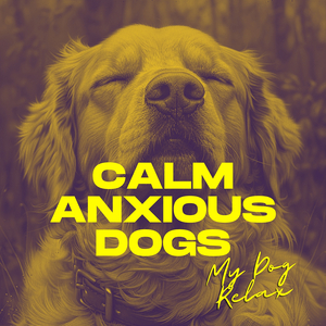 Calm Anxious Dogs