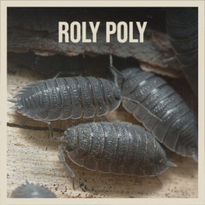 Has Anybody Seen Me Lately