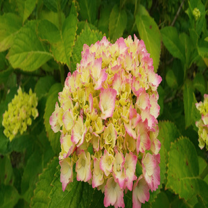 十個下 (feat. 支_秘_雑種)