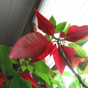 poinsettia