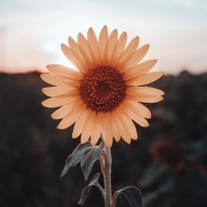 小乖