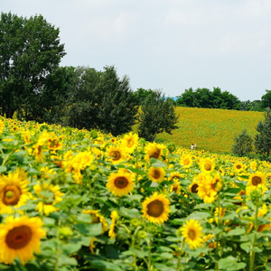 Sunlight in My Heart