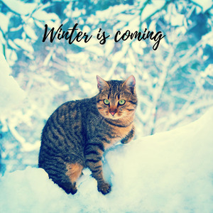 Winter Is Coming