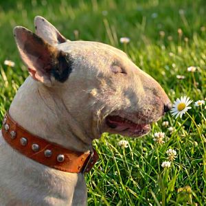 Я бультерьер!