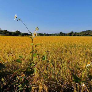柔软时光里的宁静乐章
