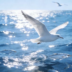 飞鸟眷恋海水里的鱼